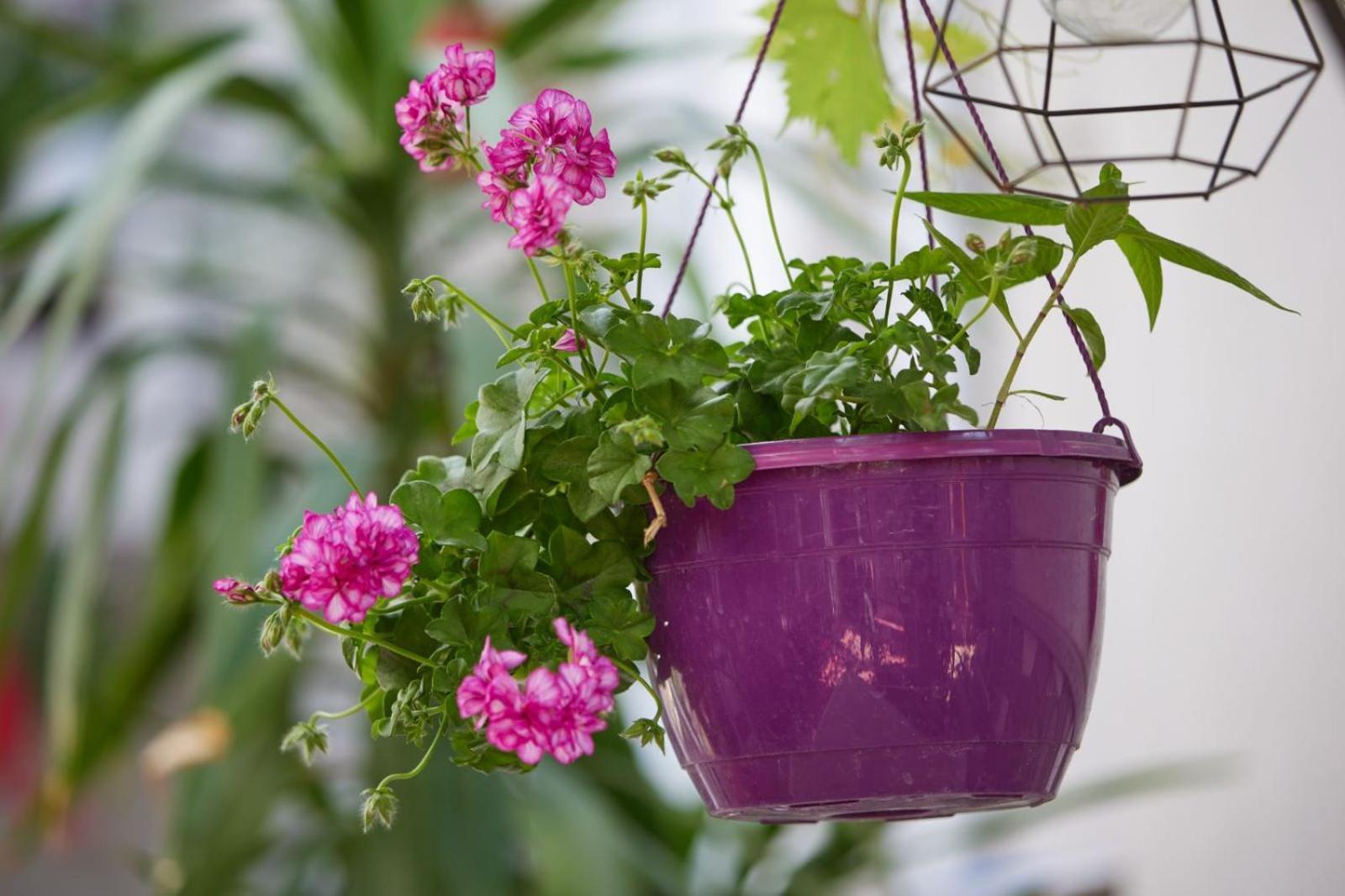 Vila Traian Si Teodora Costinesti Ngoại thất bức ảnh